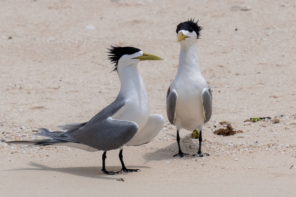 鳳頭燕鷗 - ML614076393