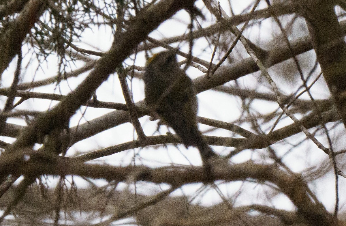 Golden-crowned Kinglet - ML614076425
