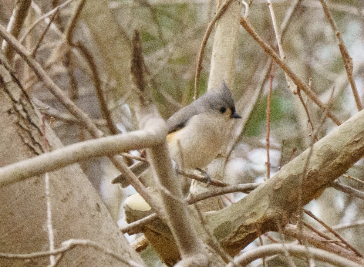 Tufted Titmouse - ML614076442