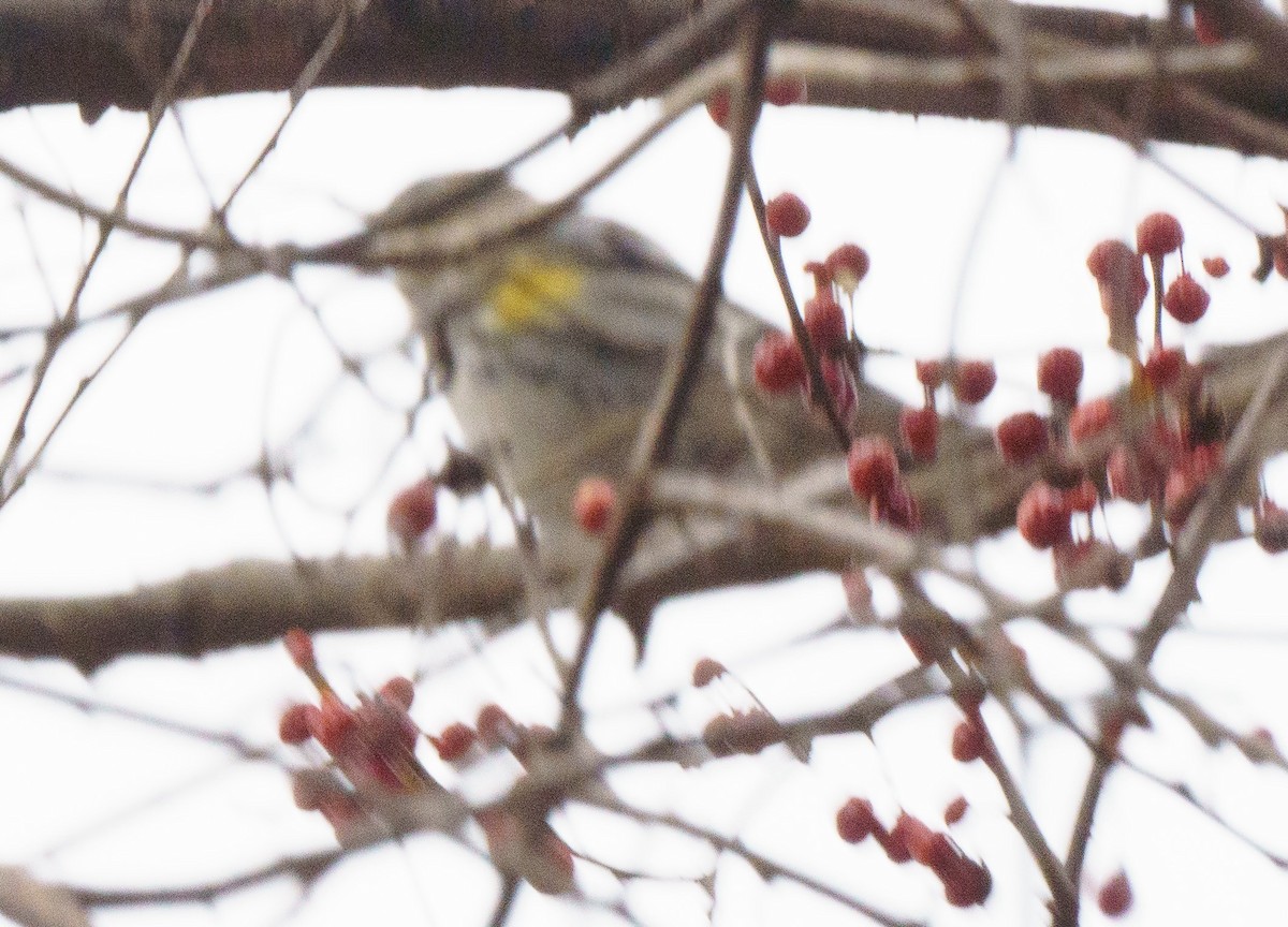 Yellow-rumped Warbler - ML614076477