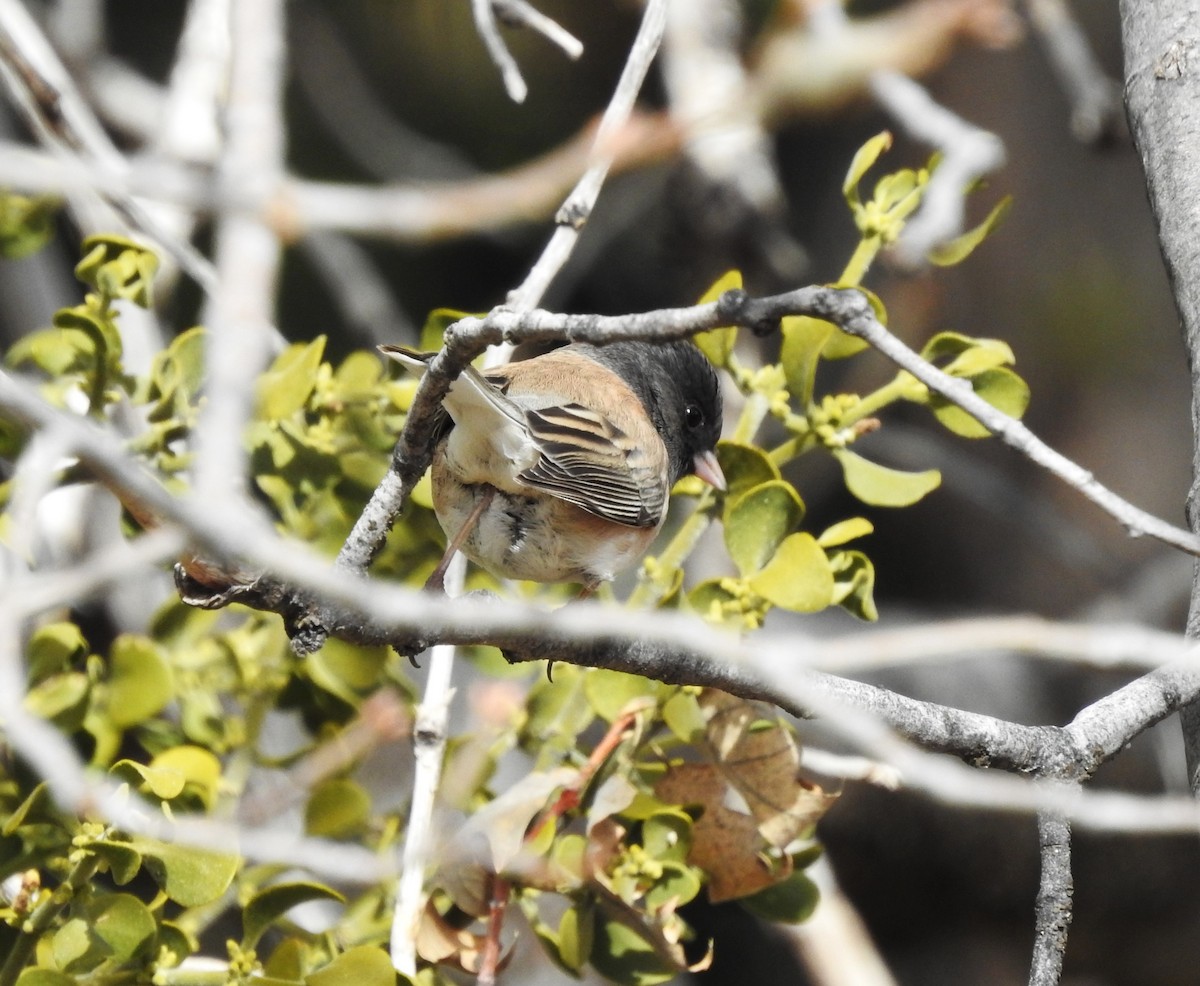 Junco Ojioscuro (grupo oreganus) - ML614076523