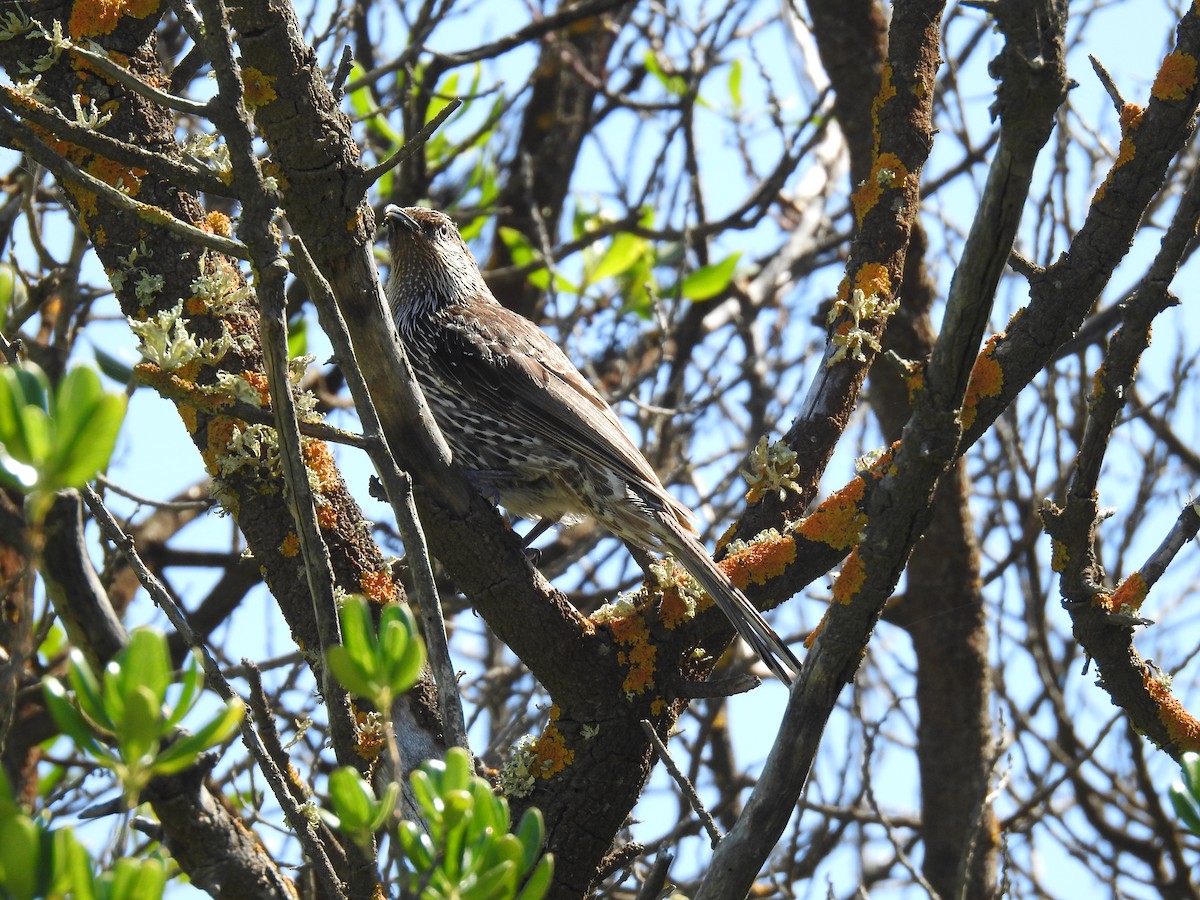 Little Wattlebird - sharon dodd