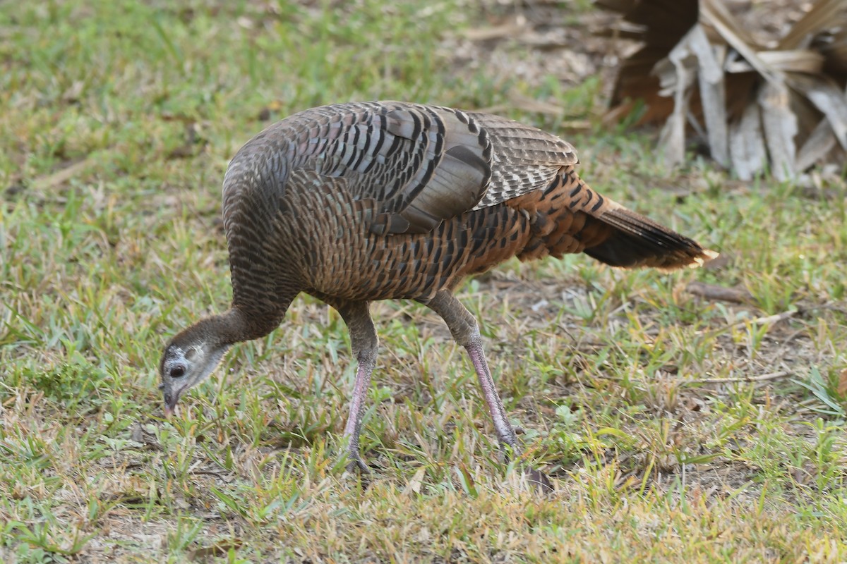 Wild Turkey - James White