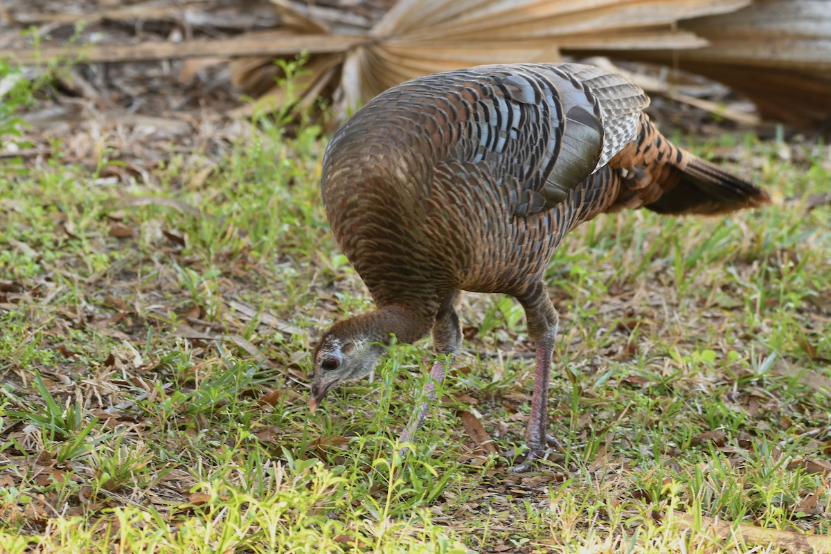 Wild Turkey - ML614076571