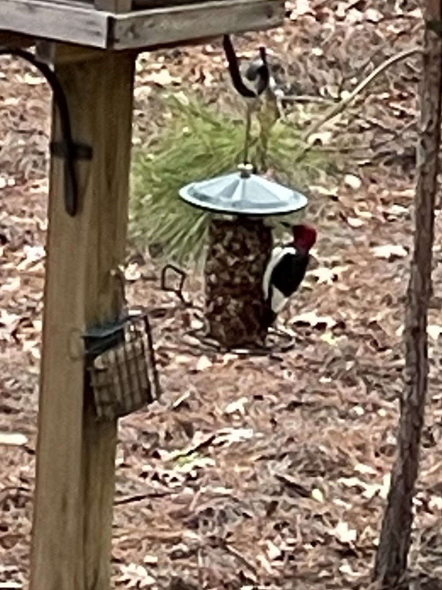 Red-headed Woodpecker - ML614076599