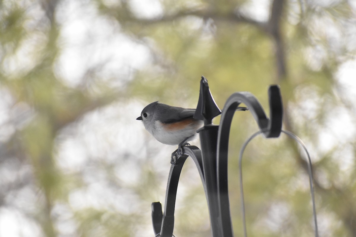 Tufted Titmouse - Liz Waters