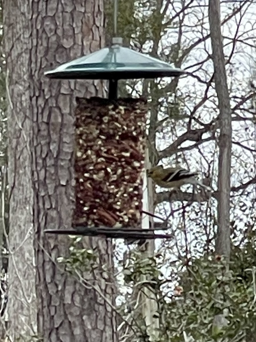 American Goldfinch - ML614076624