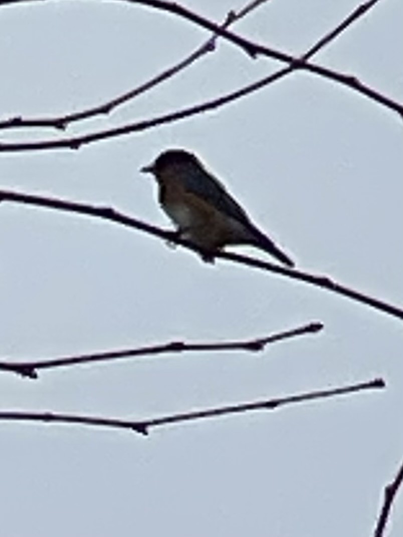 Eastern Bluebird - ML614076631