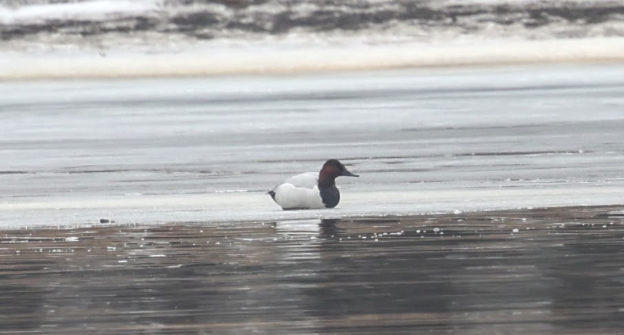 Canvasback - ML614076643