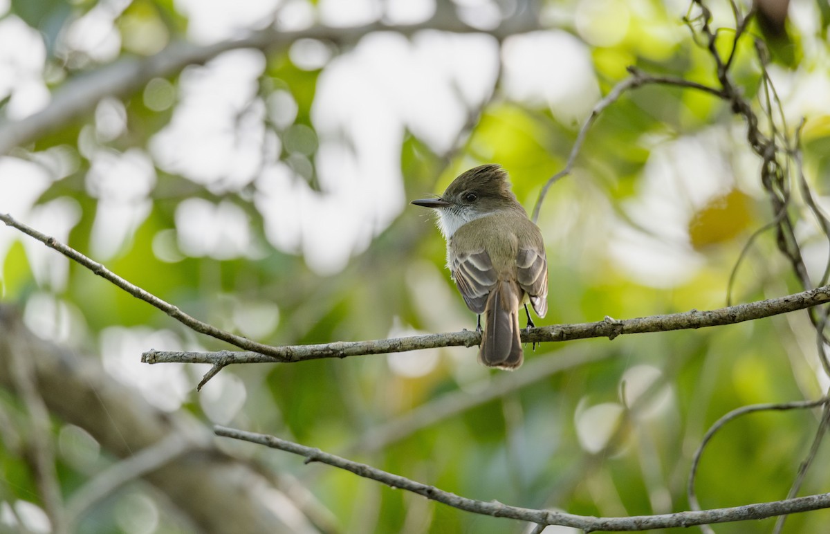 Dusky-capped Flycatcher (lawrenceii Group) - ML614076654