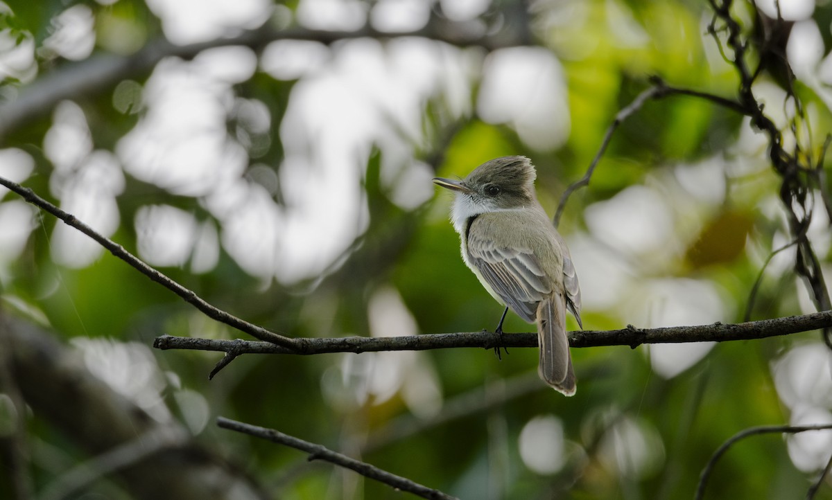 Dusky-capped Flycatcher (lawrenceii Group) - Rolando Tomas Pasos Pérez