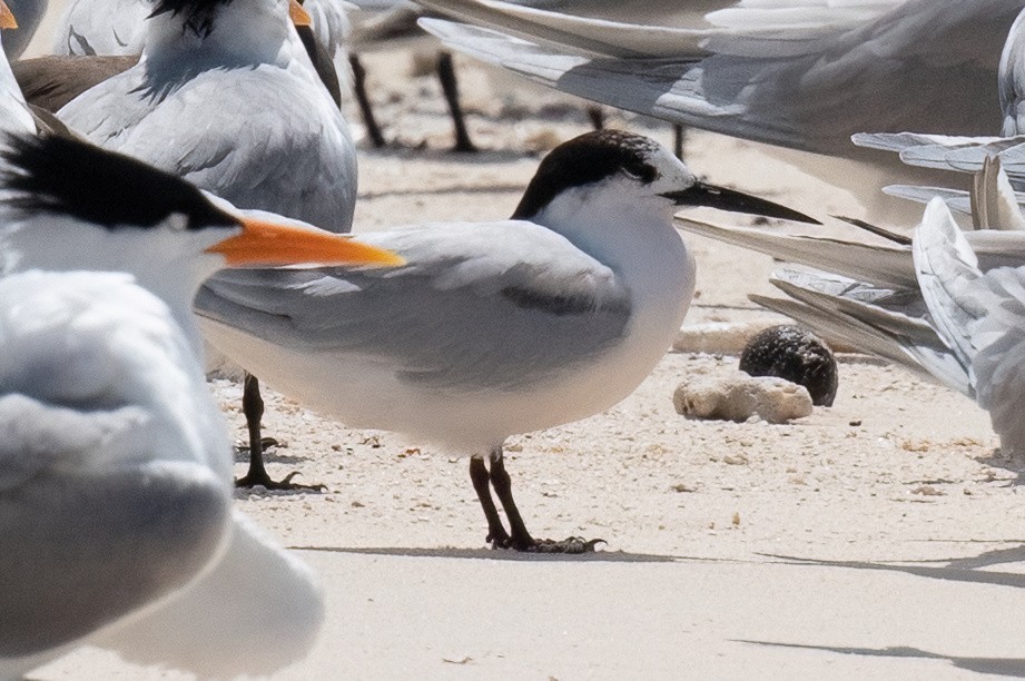 Roseate Tern - ML614076677