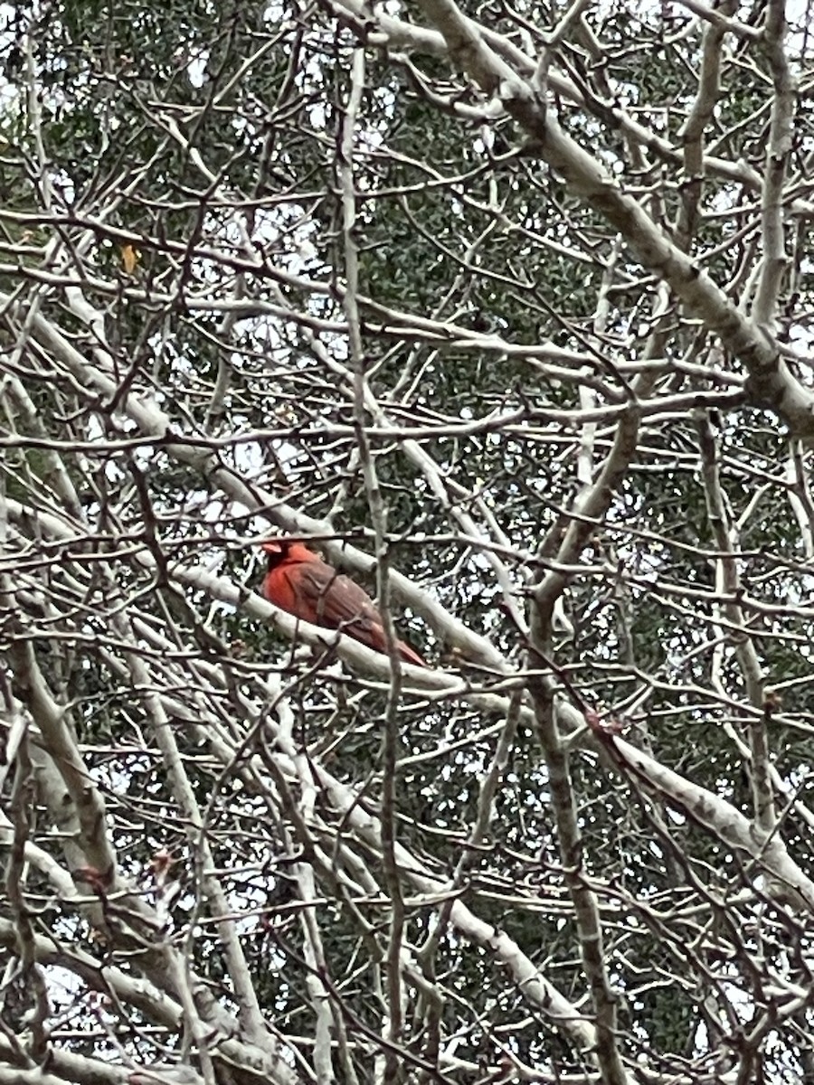 Northern Cardinal - ML614076690