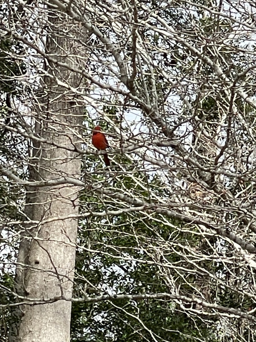 Northern Cardinal - ML614076691