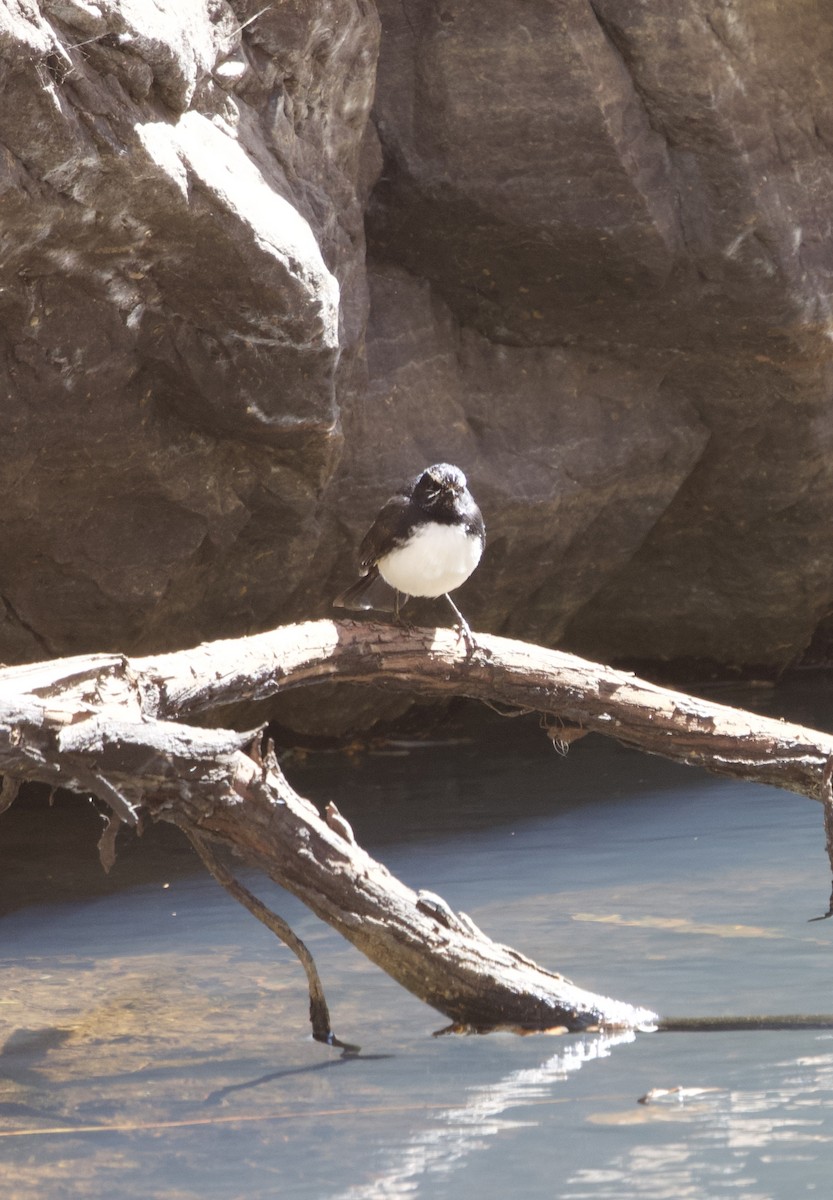 Willie-wagtail - ML614076693