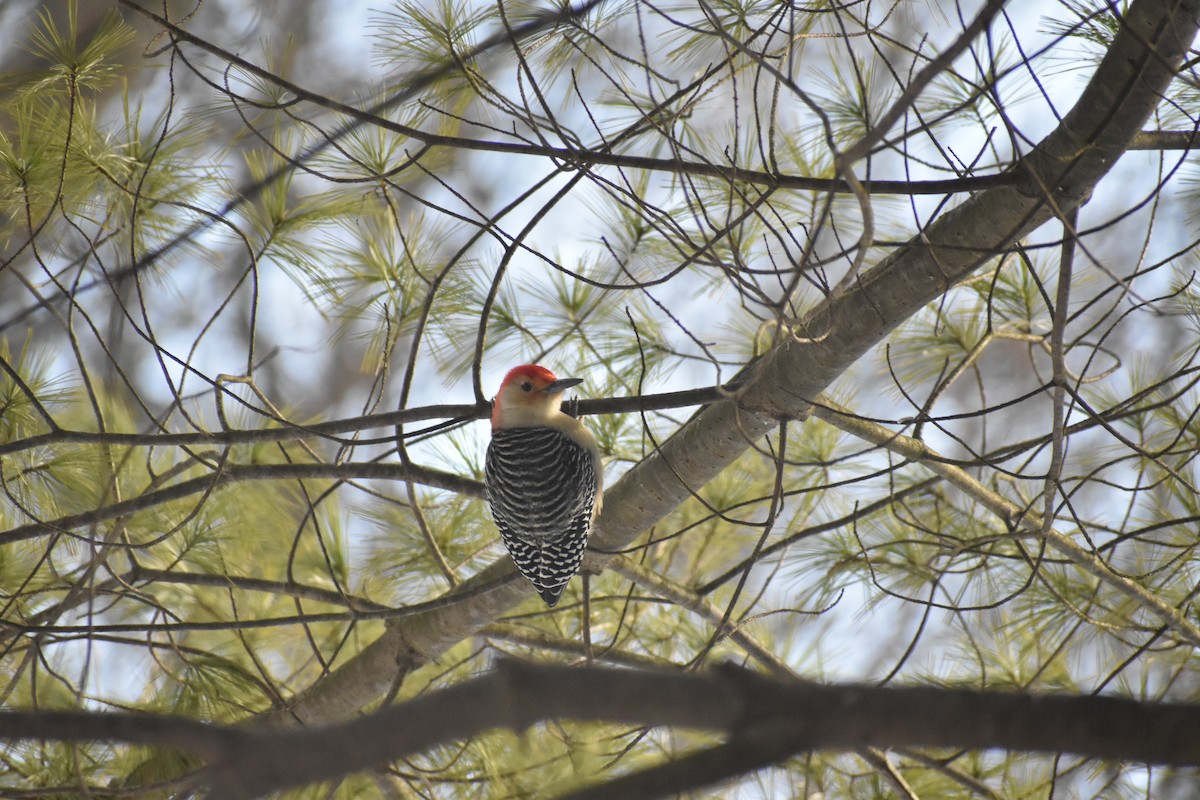 Red-bellied Woodpecker - Liz Waters