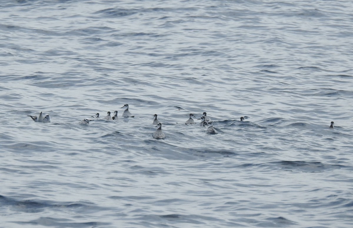 Red Phalarope - ML614076729