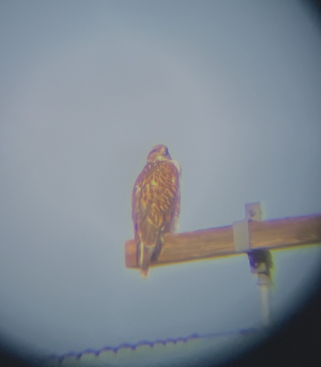 Ferruginous Hawk - ML614076734