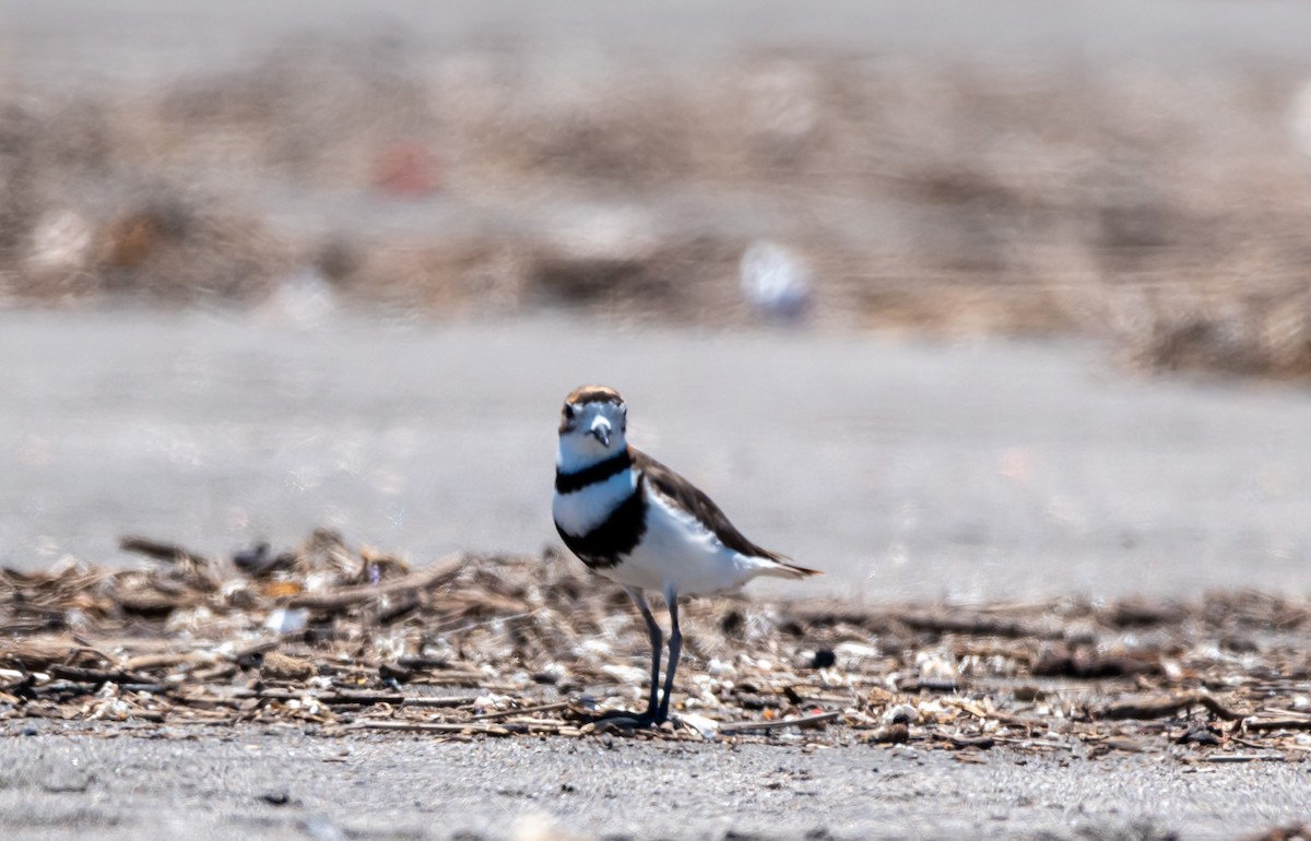 Two-banded Plover - ML614076822