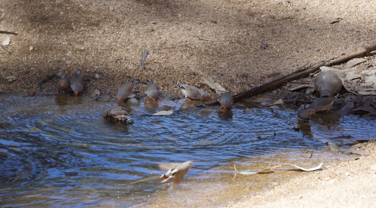 Zebra Finch - ML614076826