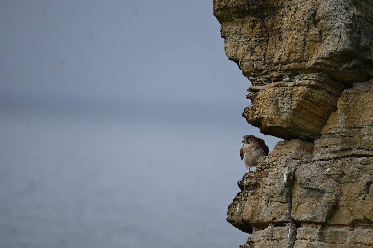 Nankeen Kestrel - ML614076865