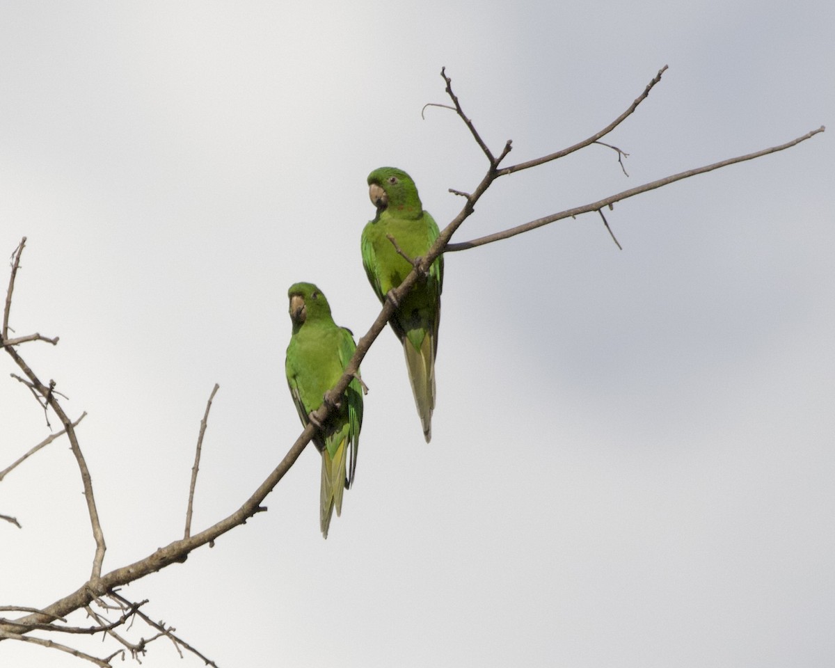 Pacific Parakeet - ML614076888