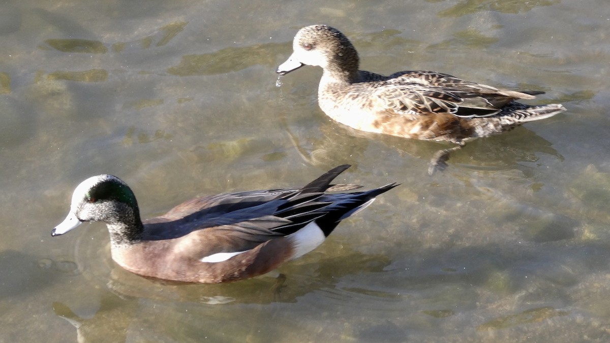 American Wigeon - ML614076912