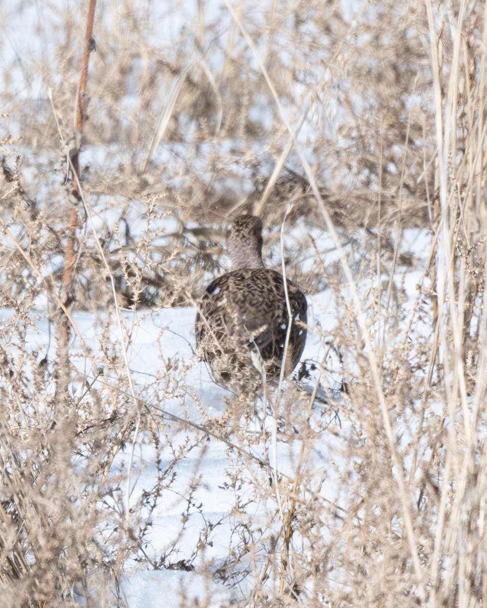 Ring-necked Pheasant - ML614076966