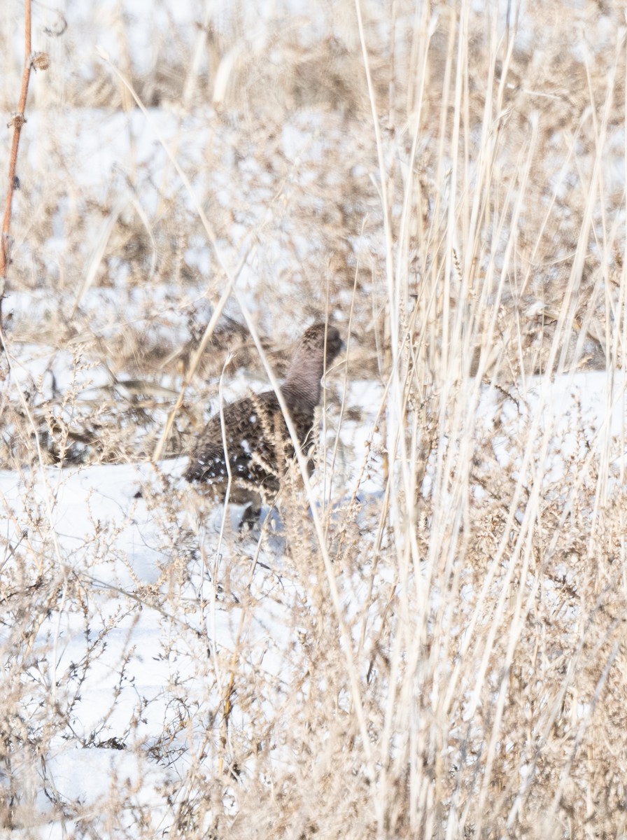 Ring-necked Pheasant - ML614076967