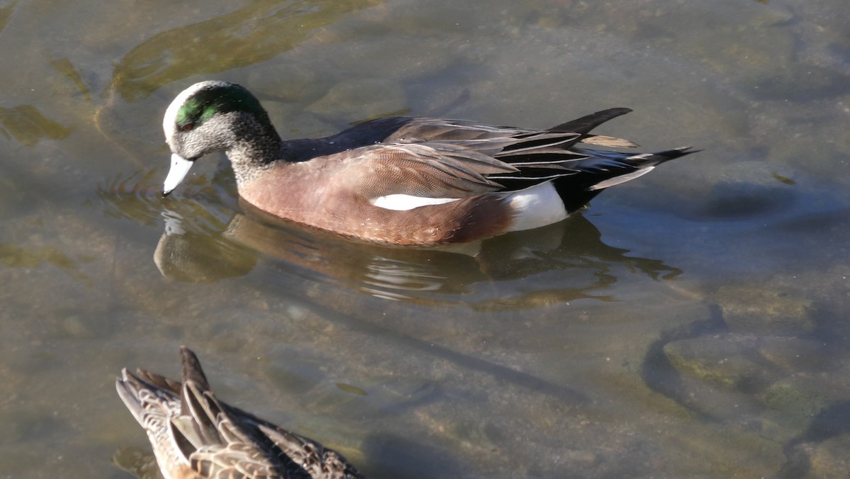 American Wigeon - ML614076973