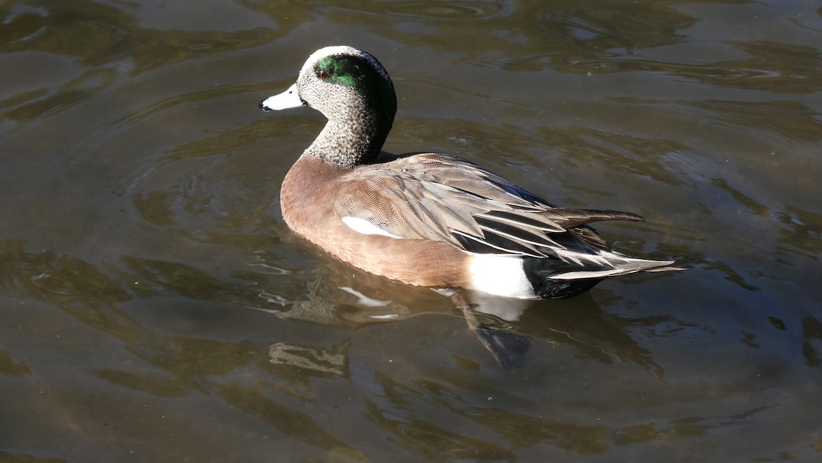 American Wigeon - ML614076974