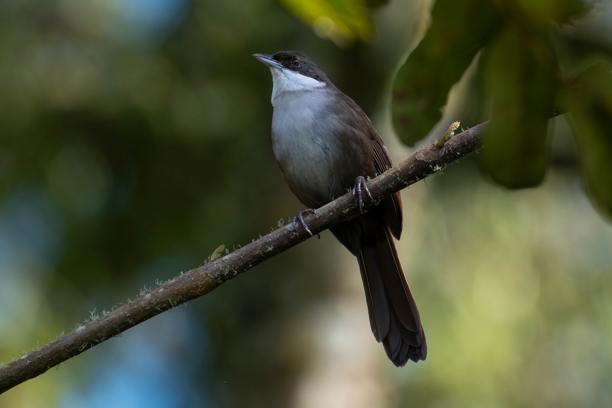 Western Chat-Tanager - ML614076998