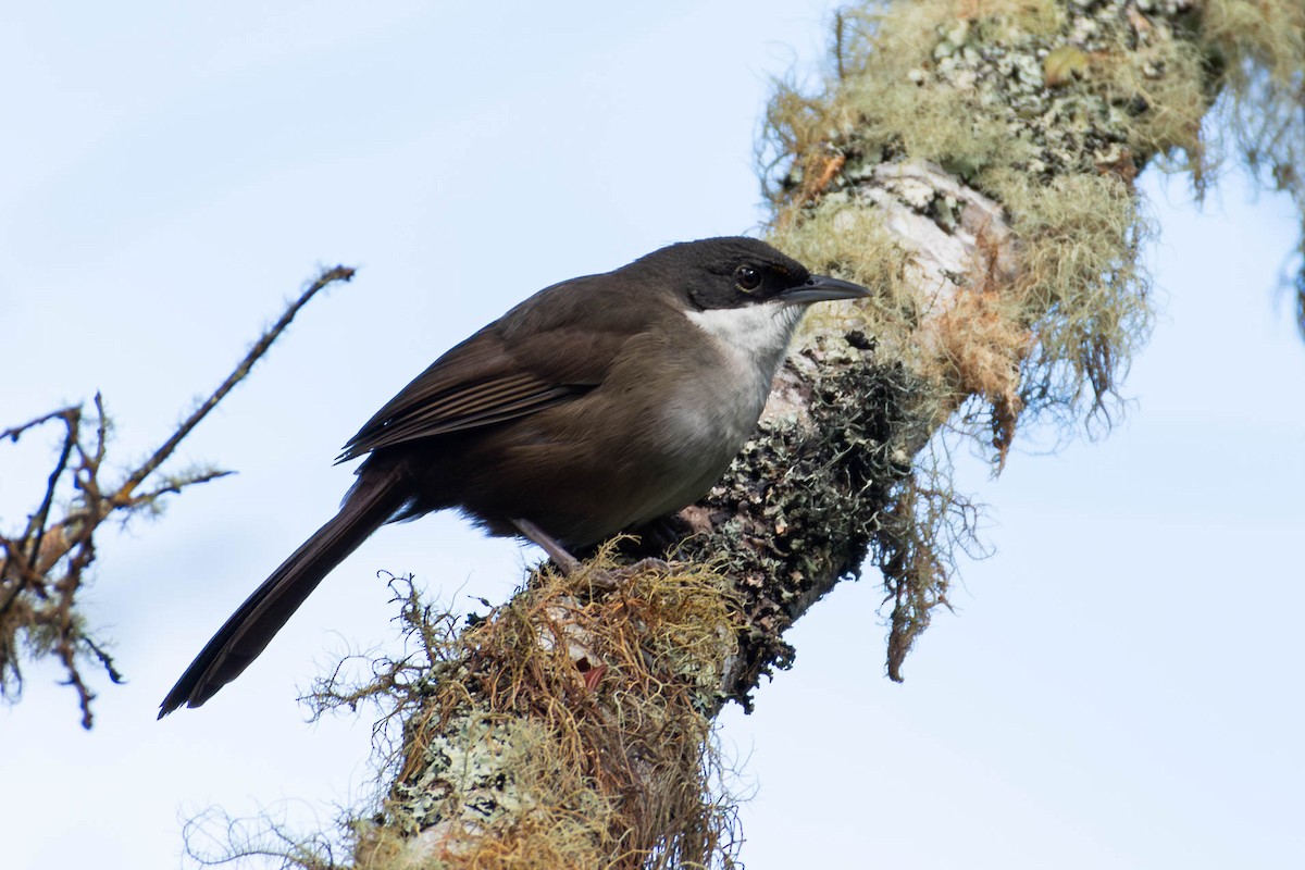 Western Chat-Tanager - ML614076999