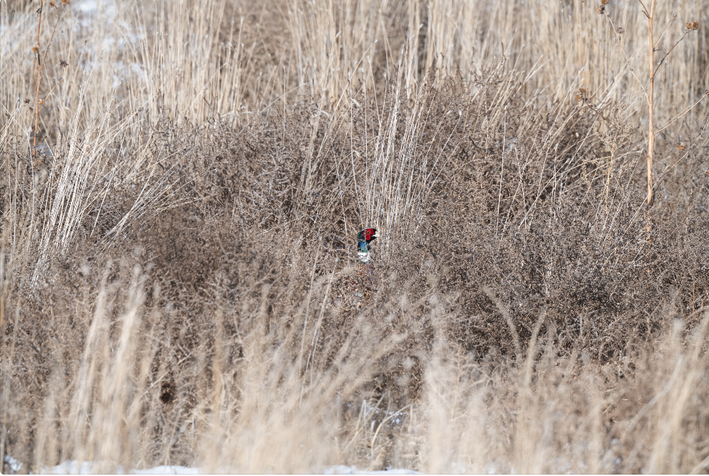 Ring-necked Pheasant - ML614077016