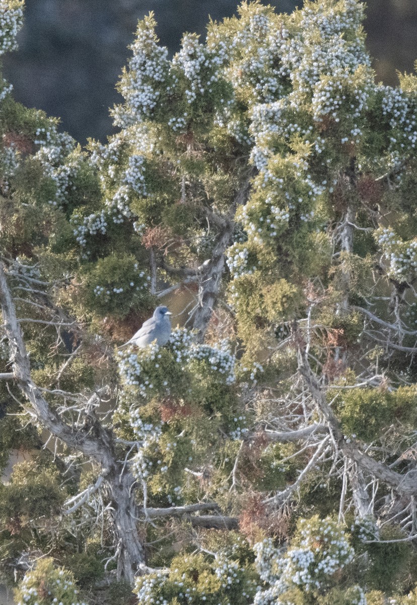 Pinyon Jay - Esther Sumner