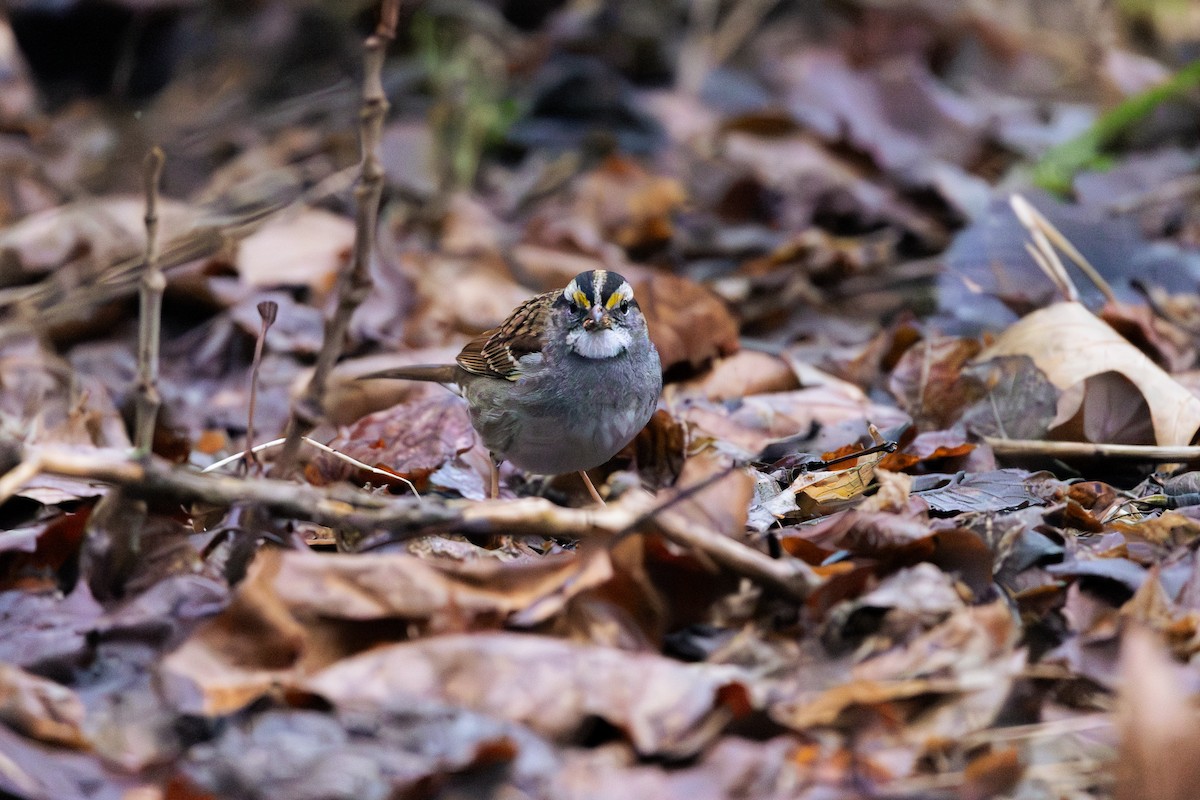 White-throated Sparrow - ML614077168