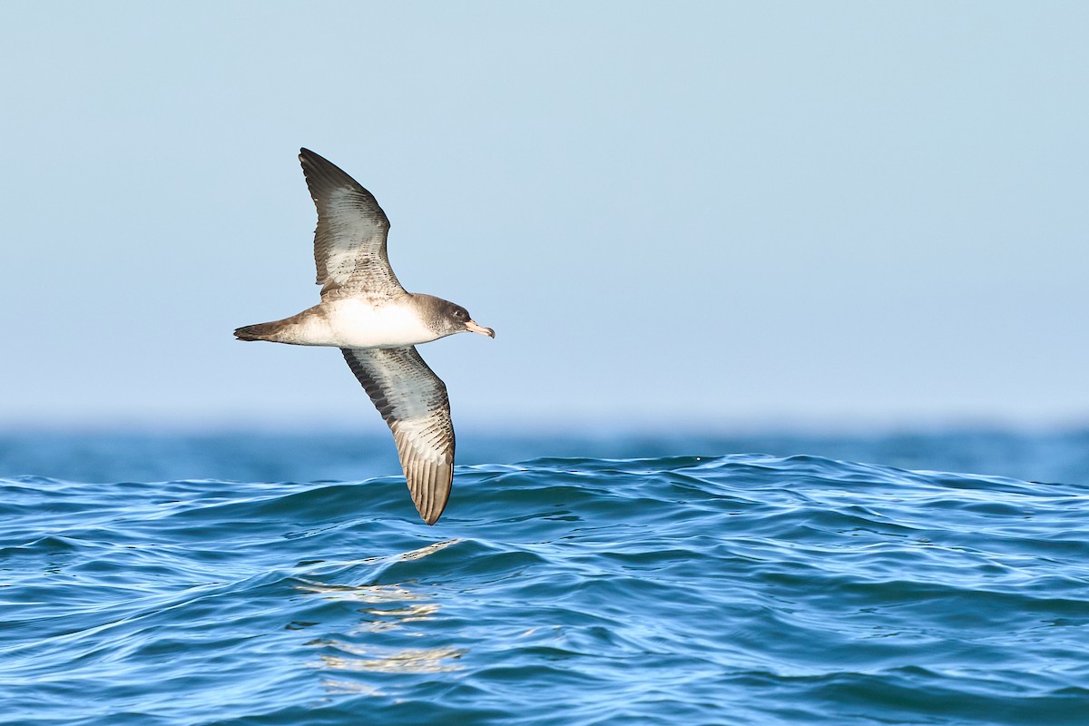 Pink-footed Shearwater - ML614077231