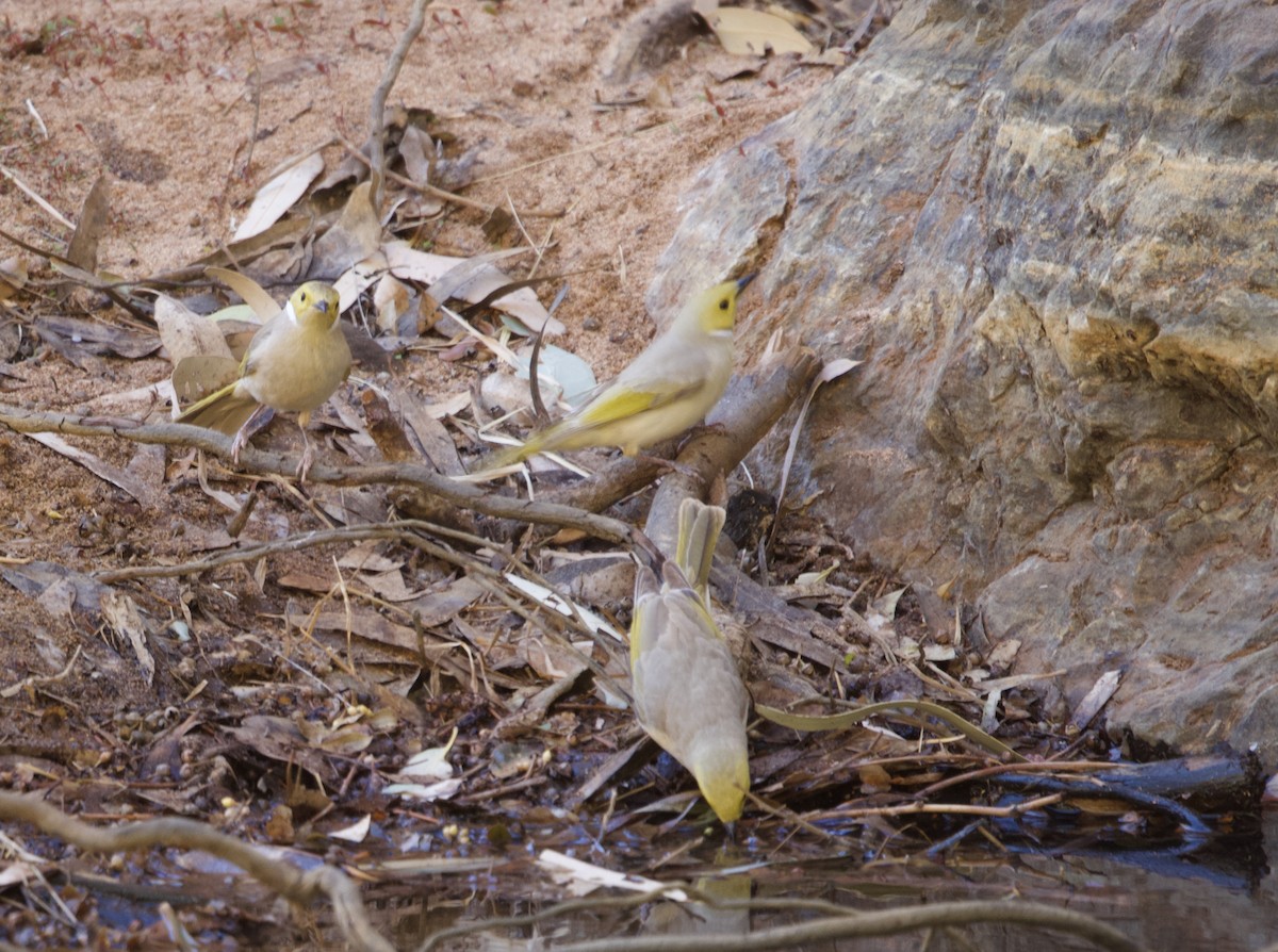 White-plumed Honeyeater - ML614077259