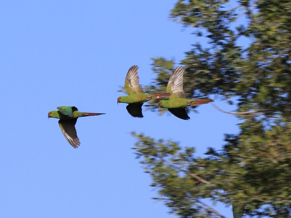 Slender-billed Parakeet - ML614077300