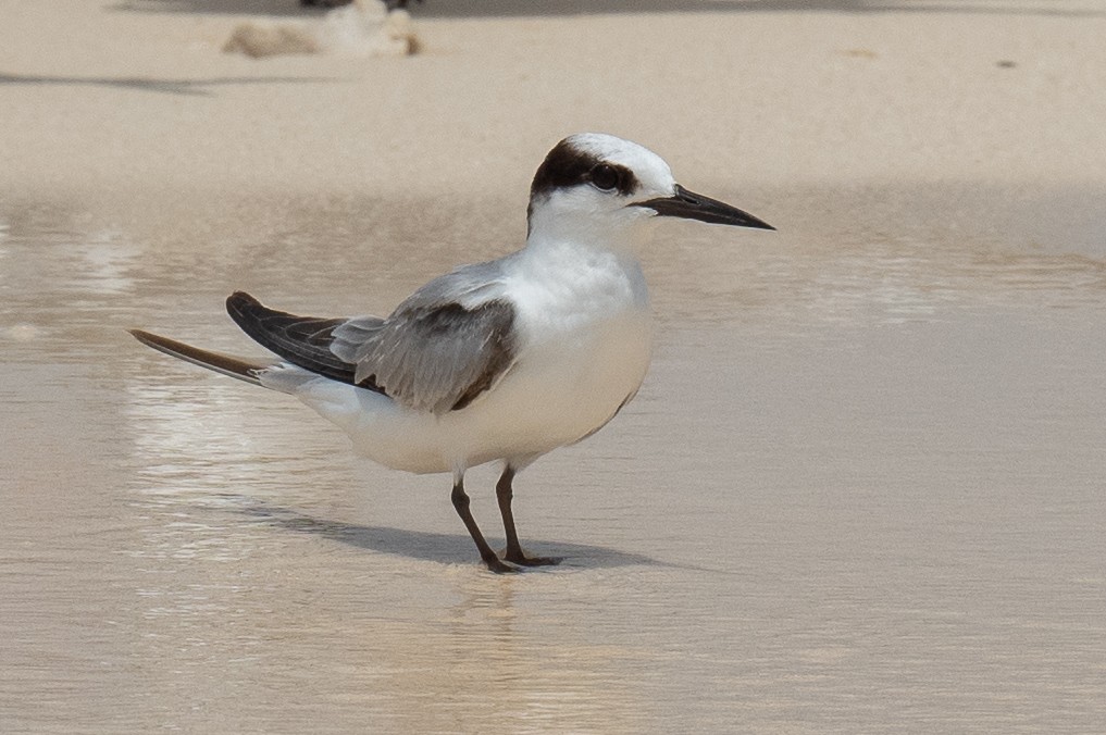 Little Tern - ML614077312