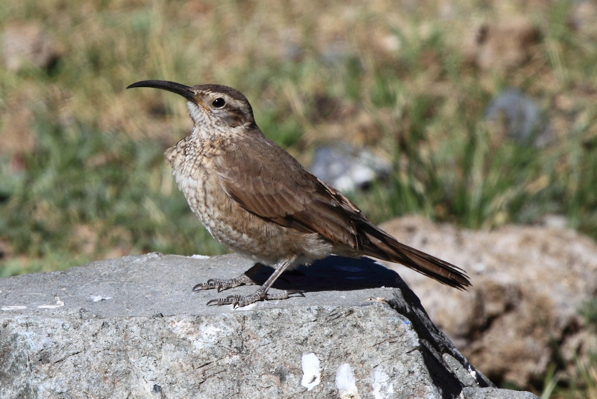 Scale-throated Earthcreeper - ML614077430