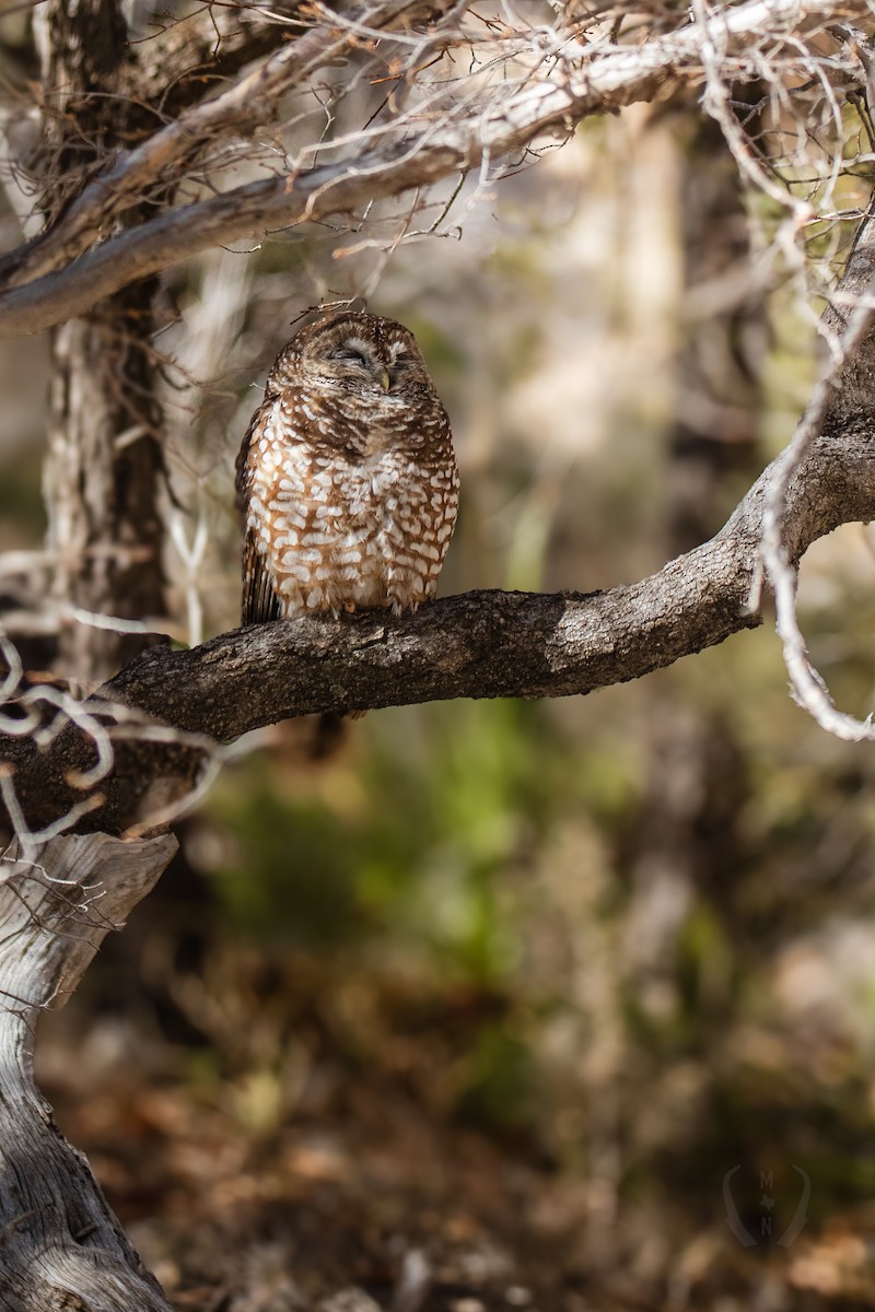 Spotted Owl - ML614077500
