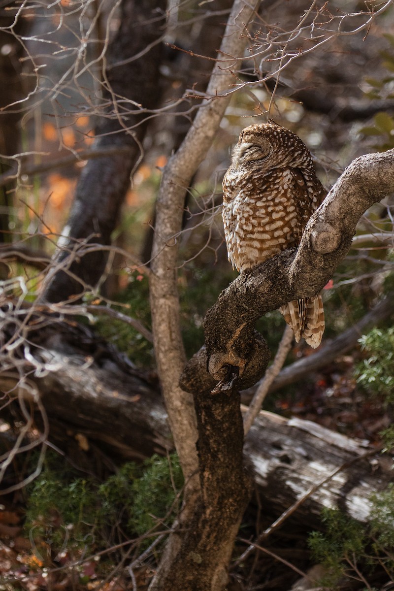 Spotted Owl - ML614077501