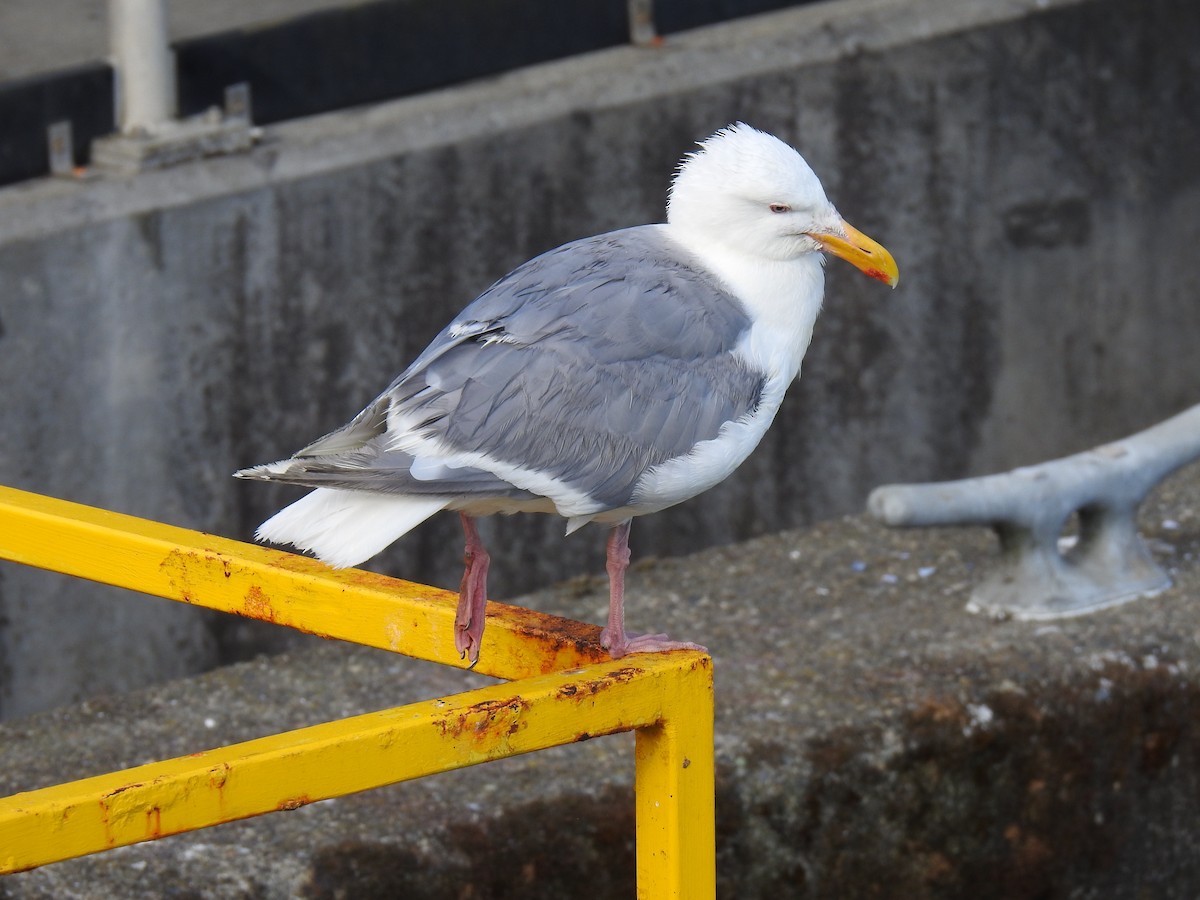 Gaviota de Bering - ML614077510