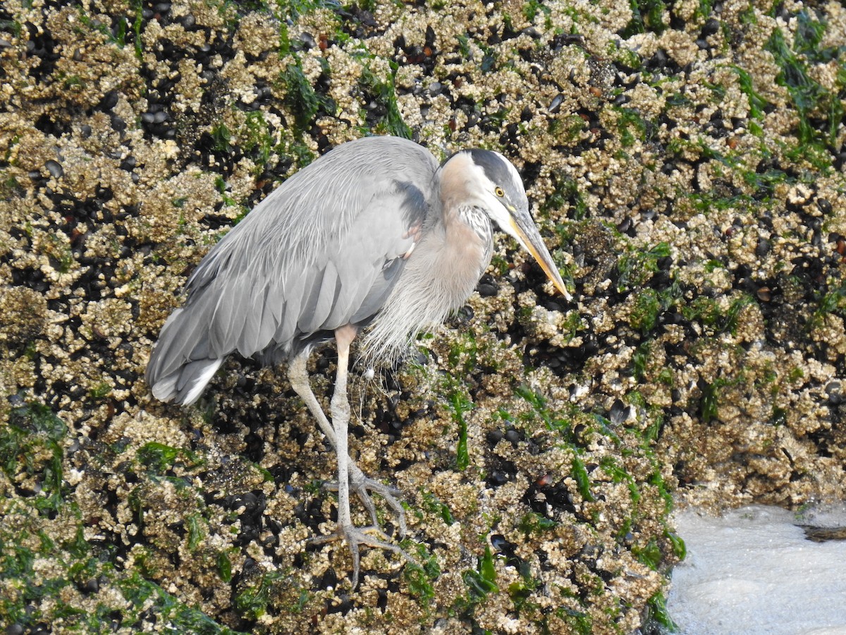 Garza Azulada - ML614077519