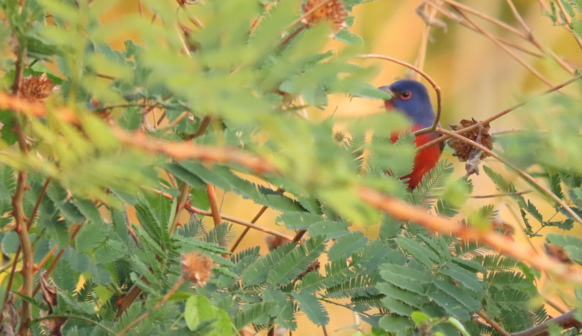 Painted Bunting - ML614077558