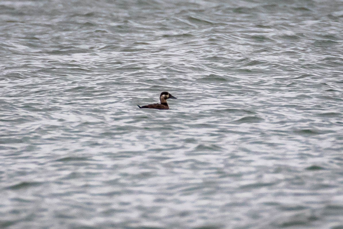 Surf Scoter - Laurie Sheppard