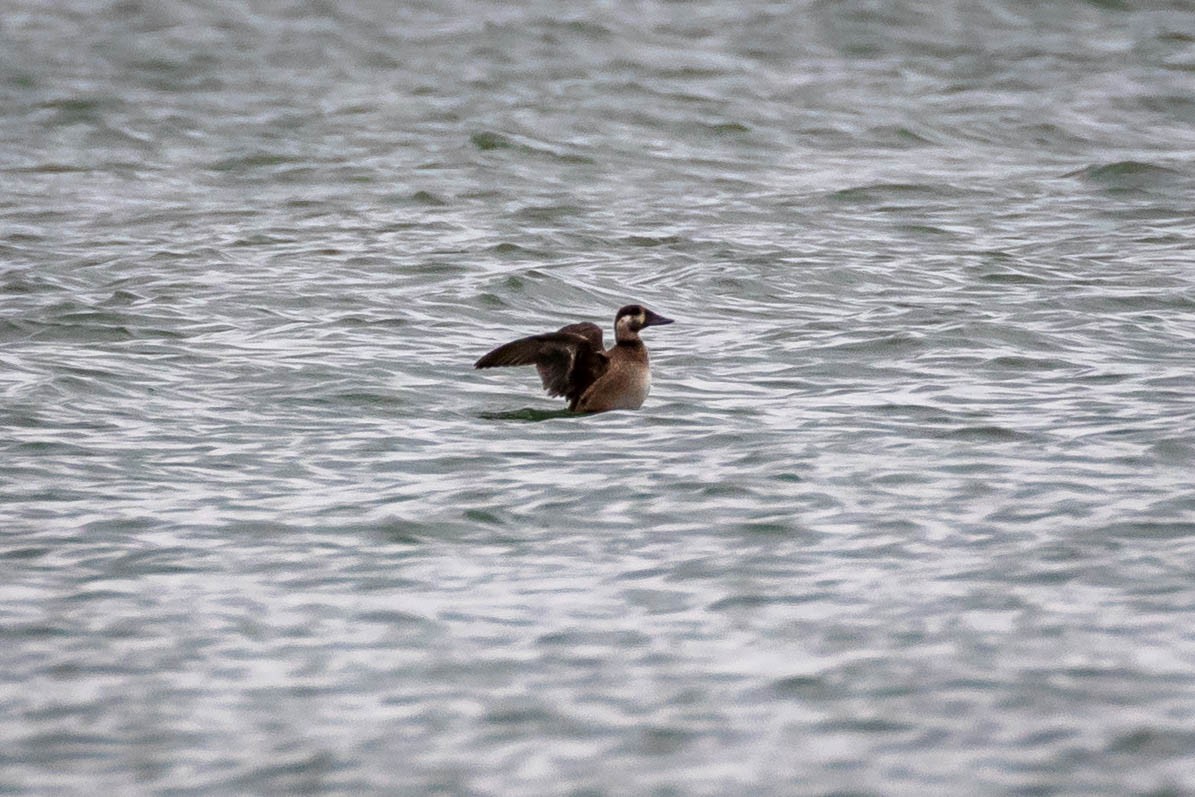 turpan pestrozobý - ML614077606