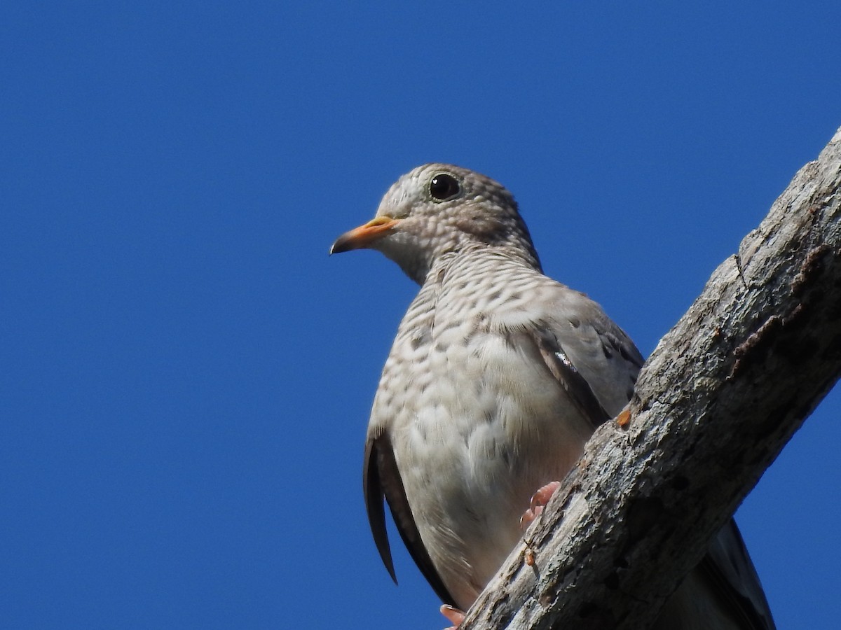 Common Ground Dove - ML614077612