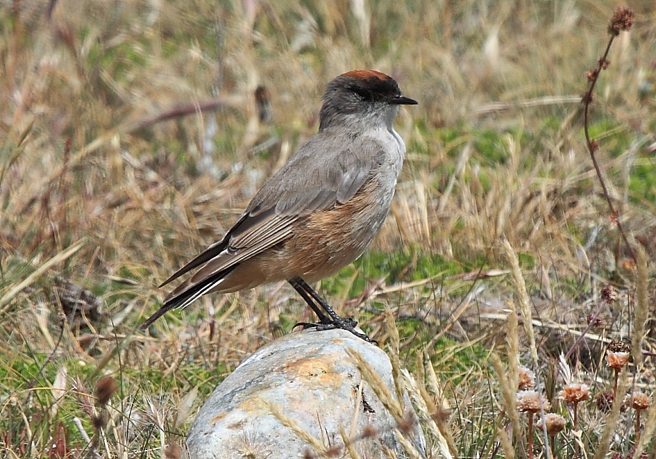 Cinnamon-bellied Ground-Tyrant - ML614077683